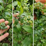 Naturalny nawóz do borówki amerykańskiej