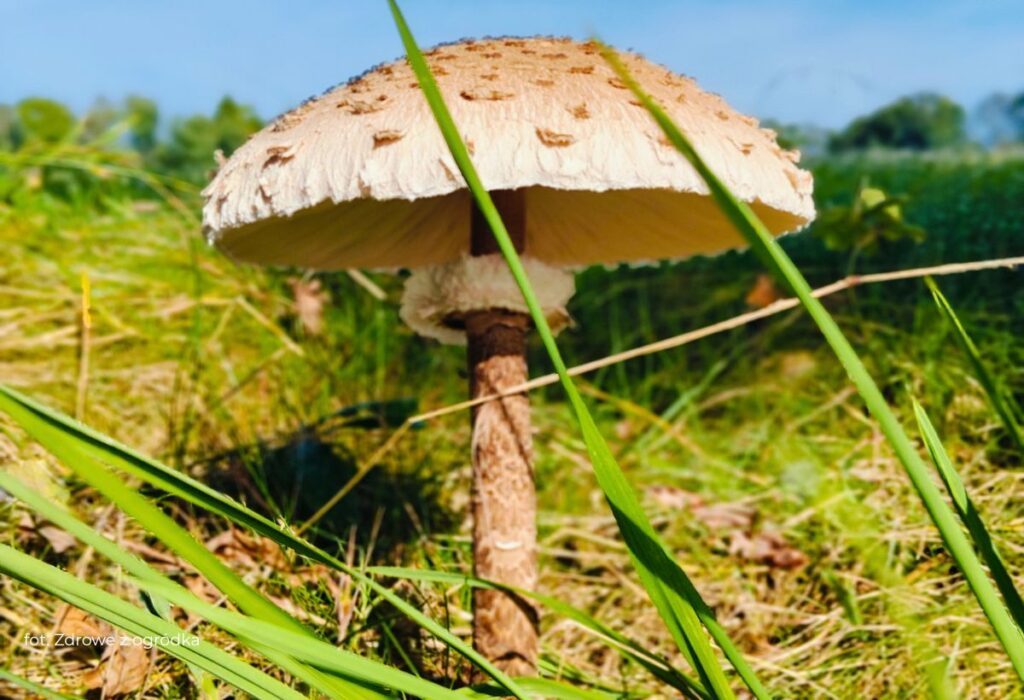 jesień w ogrodzie, kania jesień w ogrodzie, grzyb kania