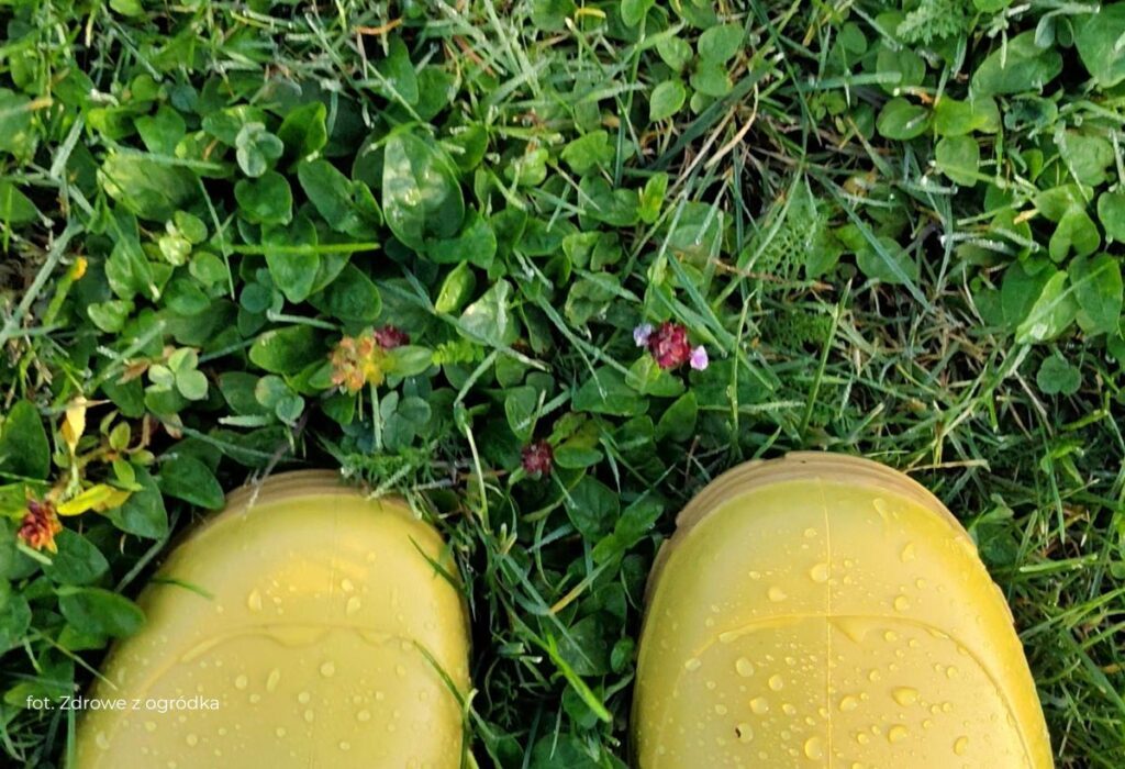 jesień w ogrodzie, trawnik jesienią jesień w ogrodzie, trawnik jesienią