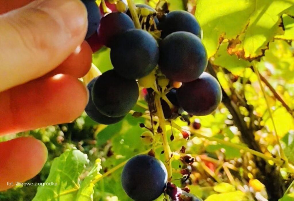 jesień w ogrodzie, winogrona ciemne jesień w ogrodzie, winogrono ciemne