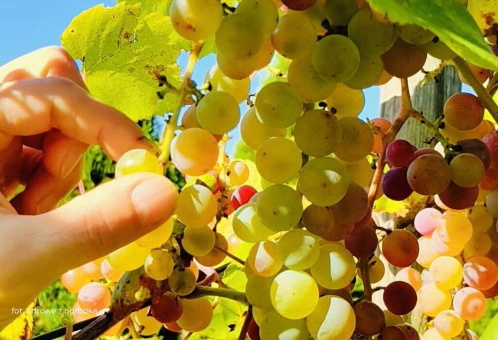 jesień w ogrodzie, winogrona różowe jesień w ogrodzie, winogrono różowe